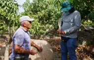 Plaga de moscas afecta cultivos frutícolas en Moro y Nepeña