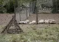 Rayo mata a 29 ovejas en comunidad campesina Cahuide