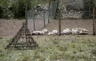 Rayo mata a 29 ovejas en comunidad campesina Cahuide