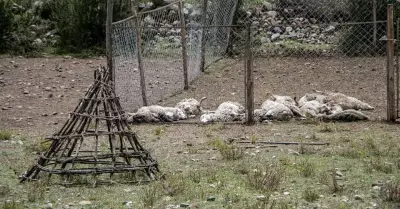 Rayo mata a 29 ovejas en Áncash