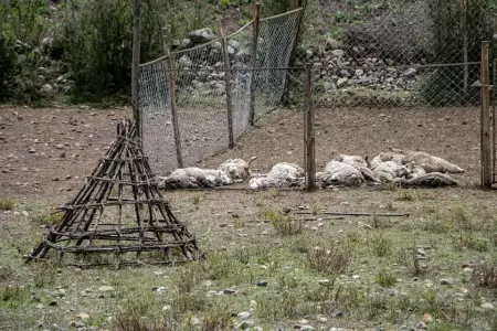 Rayo mata a 29 ovejas en ncash