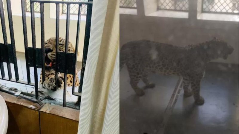 leopardo ataca a personas en la india
