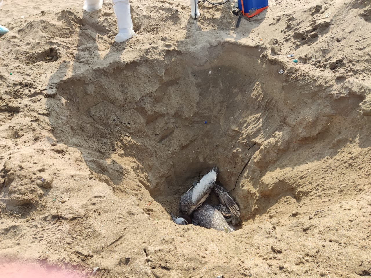 Más de mil aves marinas muertas se han encontrado en el litoral de Áncash