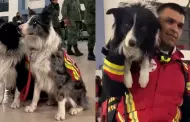 Perros de rescate de todo el mundo acuden a Turqua a salvar vidas