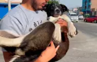 Santa Anita: vecinos denuncian a mujer que recoge animales de la calle para que sean violentados por sus canes