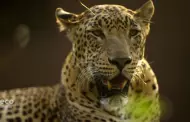Leopardo hiere al menos a cinco personas en un tribunal indio