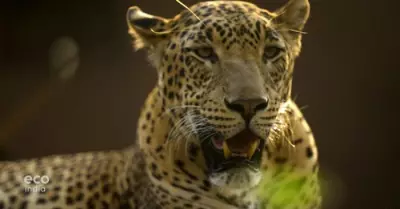 Los leopardos son considerados especie vulnerable en India