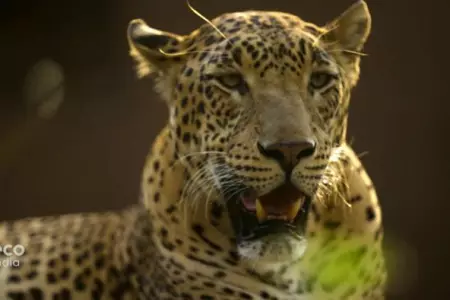 Los leopardos son considerados especie vulnerable en India