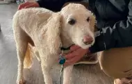 Conmovedor! Joven rescat a hombre y su perro que cayeron a lago congelado en Estados Unidos