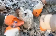 [VIDEO] Preciso momento del rescate a un perro en Iskenderun, Turqua