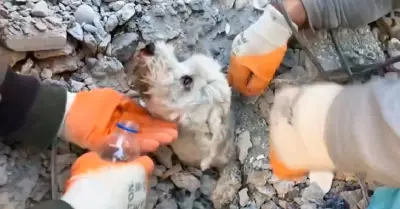 Perro atrapado en escombros
