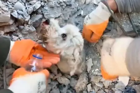 Perro atrapado en escombros