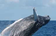 Cientficos revelan el rol del excremento de ballena en el ecosistema