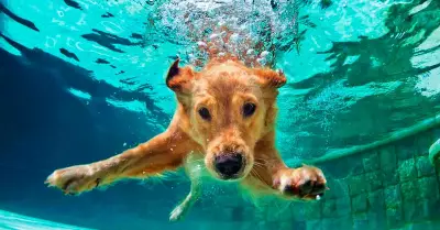 Te has preguntado si los perros saben nadar?
