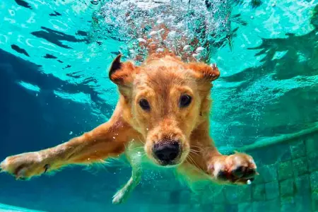 Te has preguntado si los perros saben nadar?