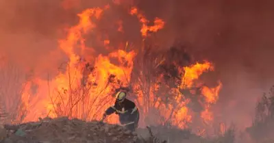 Incendio forestal pusieron en alerta al centro de Chile.