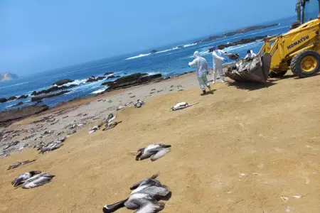 Ms de mil aves marinas muertas se han encontrado en el litoral de ncash