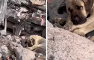 No pierde la fe! Perro espera el "rescate" de su amo tras cinco das del terremoto