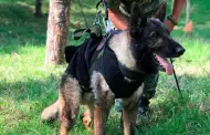 Perro rescatista mexicano muere mientras buscaba sobrevivientes en Turqua