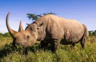 La granja de rinocerontes ms grande de Sudfrica se pone a la venta