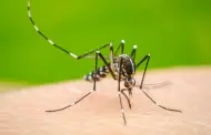 Bolivia registra ola creciente de dengue en 2023 con 26 fallecidos