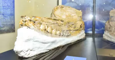 UNMSM present crneo de cachalote prehistrico en muy buen estado de conservaci