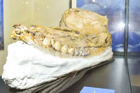 UNMSM presentó cráneo de cachalote prehistórico en muy buen estado de conservaci
