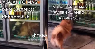 Perro ingreso a una refrigeradora
