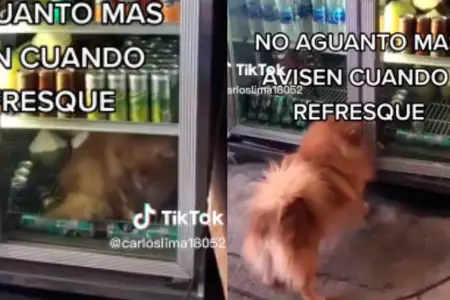 Perro ingreso a una refrigeradora