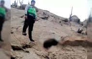 Huacho: Delincuente muere tras caer de un cerro al intentar huir luego de asaltar a un vehculo