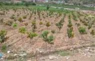 ncash: Agricultores venden a bajo precio el mango en Casma