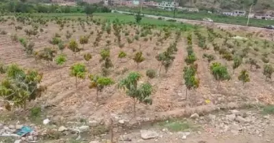 Agricultores venden a bajo precio el mango