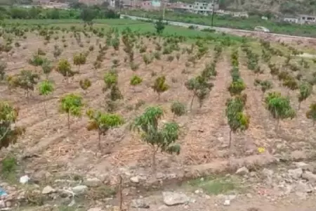 Agricultores venden a bajo precio el mango