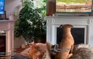 Video: Informado! Conoce a Bindi, el perro que le gusta mirar noticias en la televisin