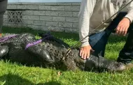 EE.UU.: Un caimn mata a una mujer de 85 aos que paseaba a su perro
