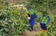 Midagri ofrece Seguro Agropecuario Cofinanciado para ayudar a productores