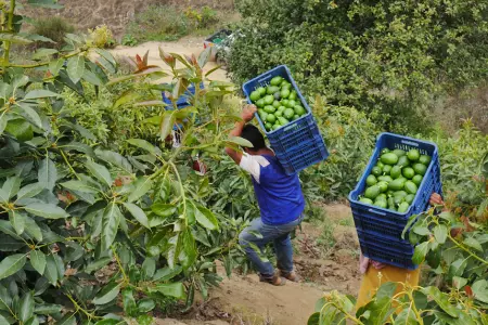 Midagri ofrece Seguro Agropecuario Cofinanciado.