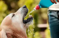 Cuidado con el golpe de calor!: Conoce cmo ayudar a tu mascota este verano