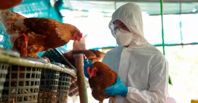 Vacunarn contra gripe aviar a poblacin avcola priorizada