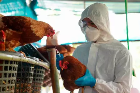 Vacunarán contra gripe aviar a población avícola priorizada