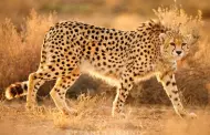 Preocupacin por el estado de salud de uno de los ltimos guepardos de Asia