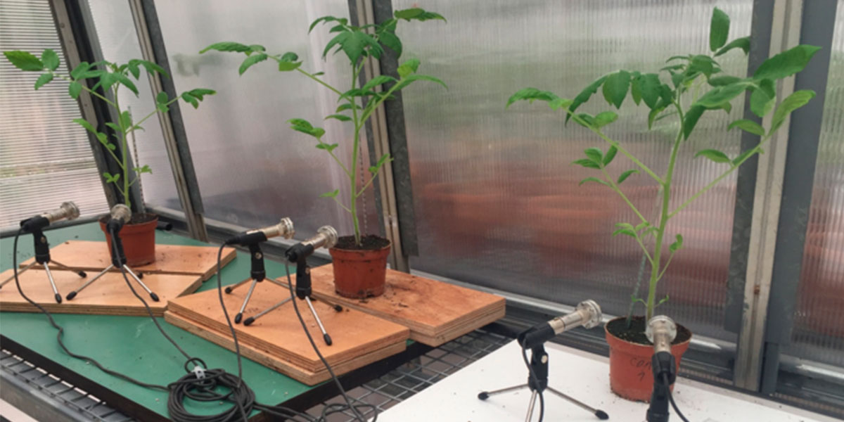 Las plantas también se estresan y lo demuestran mediante sonidos