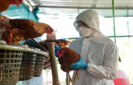 Argentina suspende exportaciones de productos avcolas por influenza aviar