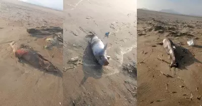 Aves marinas muertas en playa Anconcillo