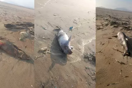 Aves marinas muertas en playa Anconcillo