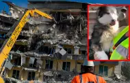 Terremoto en Turqua: Perrito sobrevive entre escombros por ms de tres semanas