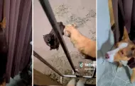 Video: No parars de verlo! Perrito es tendencia en TikTok por chantajear a su dueo para que lo deje jugar