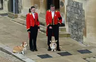 Los clebres perros de la reina Isabel II, protagonistas de una exposicin en Londres
