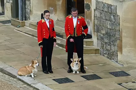 Perros de la Reina Isabel