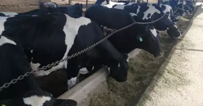 Ganaderos convierten heces de vaca en gas y fertilizante